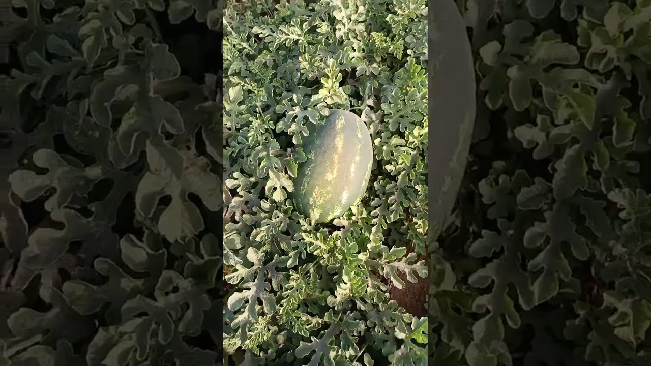 الحمد لله على الخيرات من موريتانيا #المغرب #اكسبلور #agriculture 🇲🇷🇲🇷🇲🇦🇲🇦🇲🇷🇲🇷