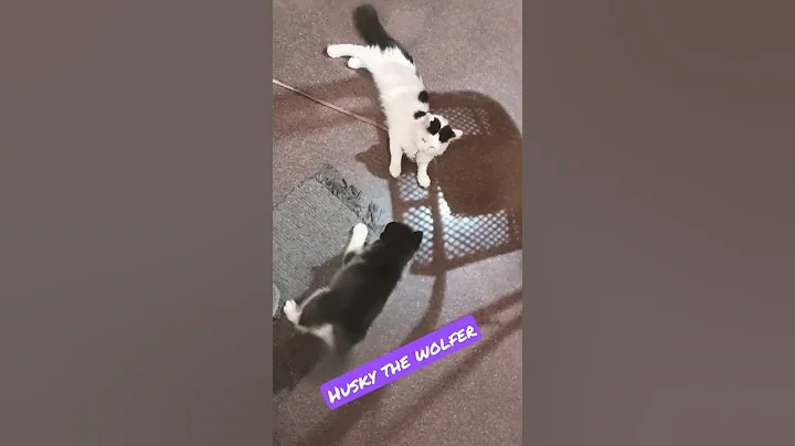 Video 1449861: siberian cat talks, siberian cat dog, siberian cat playing, cat attacks dog