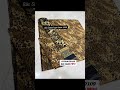 Bin saeed chikankari 2026 collection #binsaeedlawn #chikankari #onlineshopping #shorts#youtubeshorts