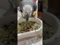 How I make parrot chop aka chop soup #parrotlife