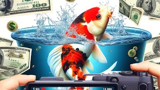$100,000 Koi Fish That Became The Best in The World