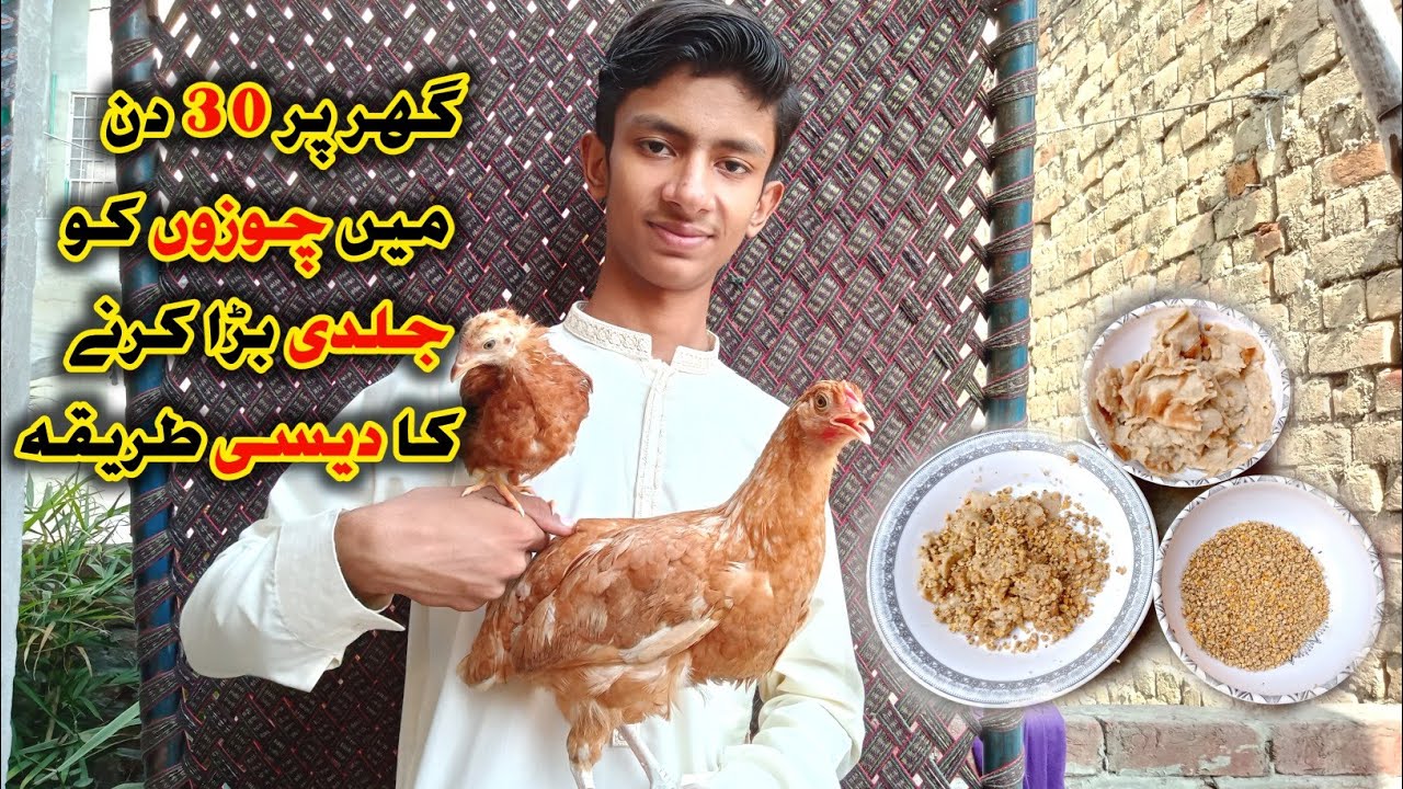 Chicks weight gain diet plan😀/chuzon ko jaldi Bara karne ka tarika 💯 