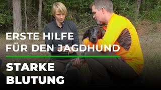 Erste Hilfe für den Jagdhund 4/7 - Starke Blutung | GRUBE.DE