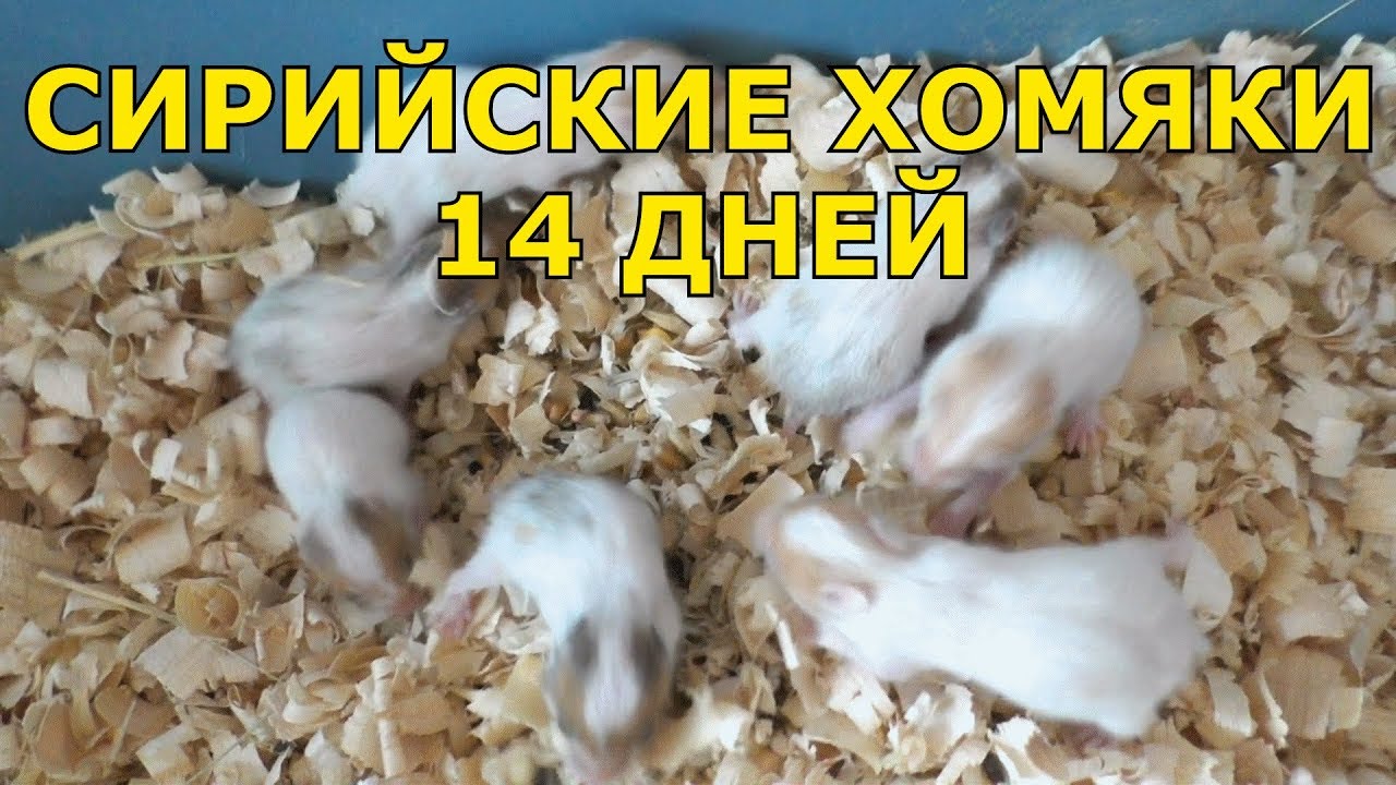 Хомяков 14