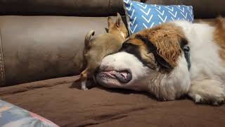 Chihuahua Puppy Play Fights With St. Bernard Dog  1495898