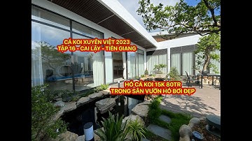 TẬP 16 - CÁ KOI XUYÊN VIỆT 2023 - HỒ CÁ KOI SÂN VƯỜN 15K VỚI 80TR - SÂN VƯỜN HỒ BƠI ĐẸP - TIỀN GIANG
