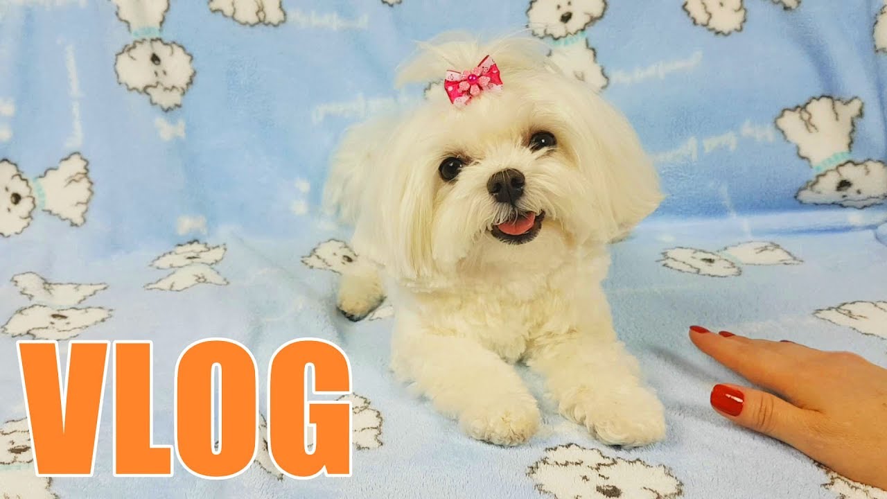 VLOG Dia De Banho e Comprinhas da Suki Com Tia Fla