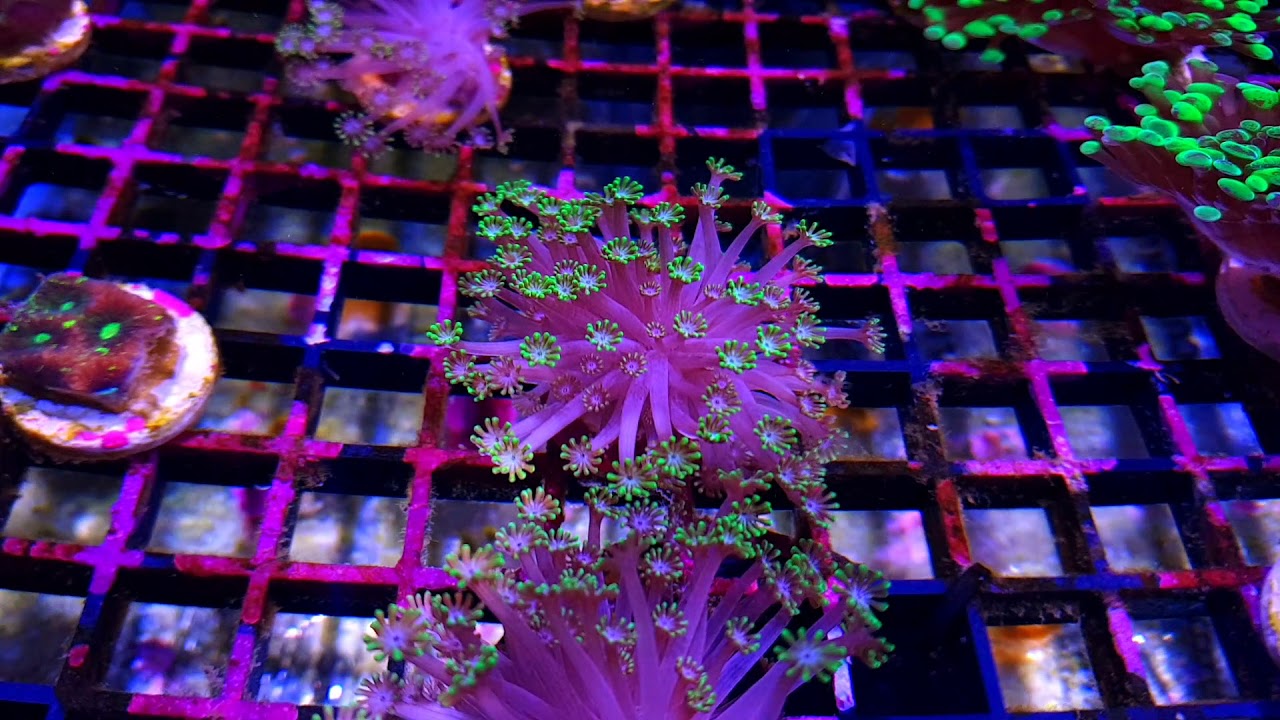 Alveopora Pink Grape