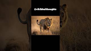 Carnivore Hunting Style 🐅 | How Predators Hunt in the Wild | HTDS Shorts #naturelovers
