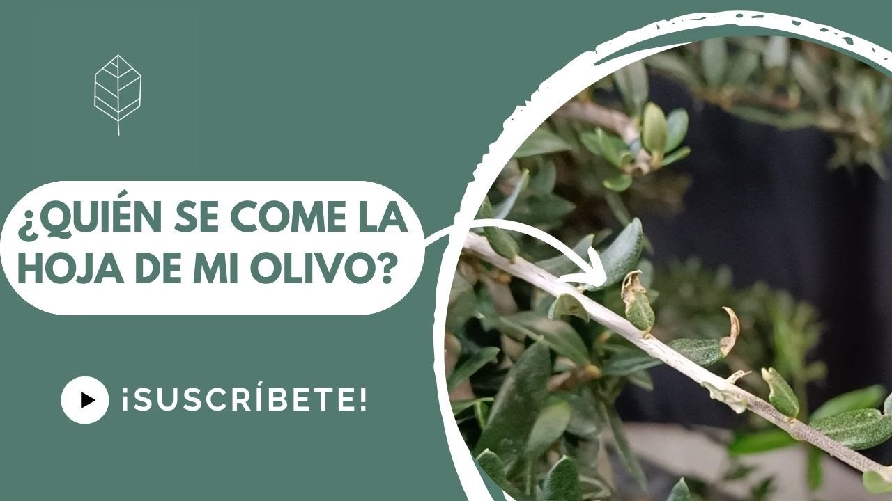 ¿Quién se come las hojas de mi olivo? Al fin sabemos de qué se trata.