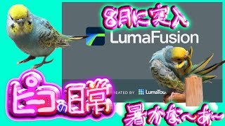 ピーコの日常〜8月に突入〜暑かな〜ぁ💦