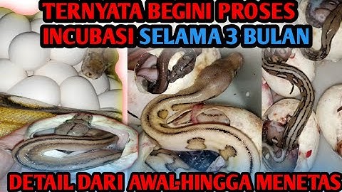 PROSES INCUBASI TELUR ULAR DARI AWAL SAMPE MENETAS