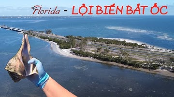 CANH THỦY TRIỀU RÚT ĐI BẮT ỐC Ở FLORIDA