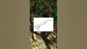 Tips to Become a PRO in Gorilla Tag! (part 7: the underbranch)