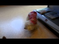 2011/12/14 ハイジちゃんです