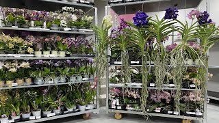 🌸 ПРОДАЖА ОРХИДЕЙ 30.08.23 Продажа редких орхидей. Ванды, Биг Липы, Орхидеи-БАБОЧКИ. Купить орхидею.