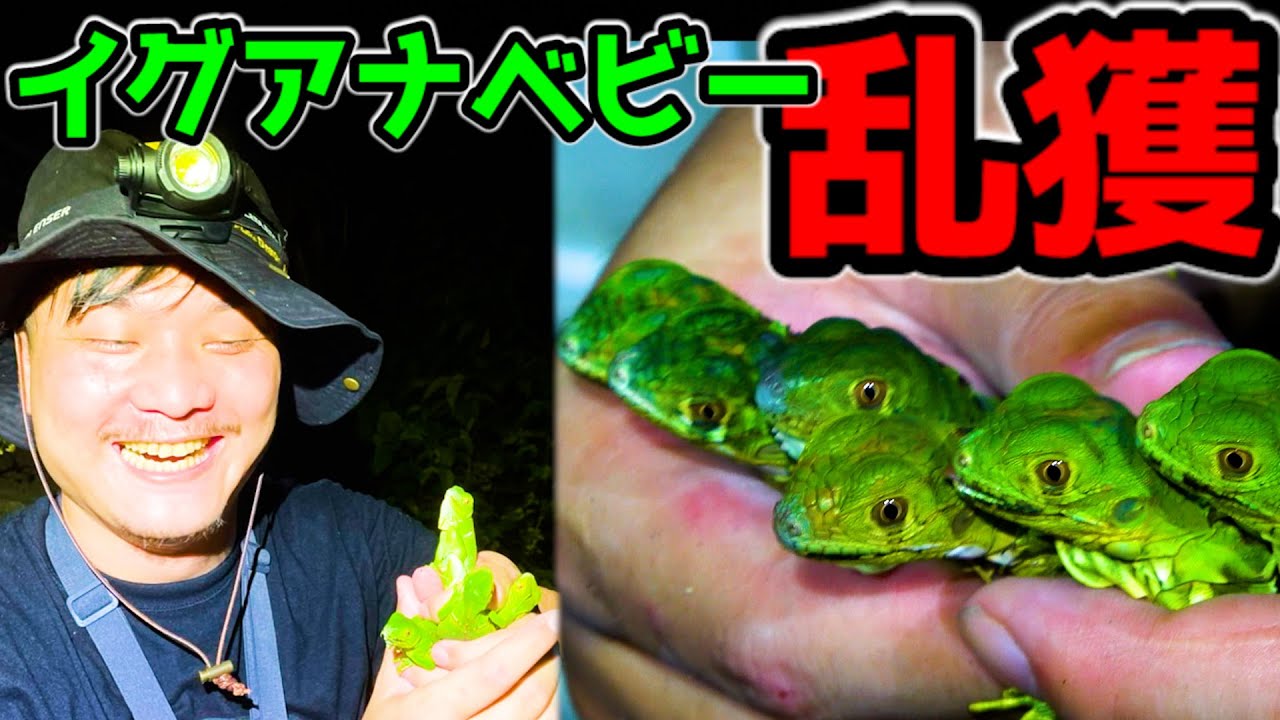 【日本初映像】念願のイグアナ捕獲、世間を騒がせた真相に迫ります【グリーンイグアナ】