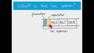 A2 Biology - the lac operon