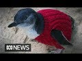 How tiny woollen jumpers can help save phillip islands little penguins  abc news