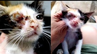 The poor kitten was abandoned, almost losing an aye due to Chlamydia@lilyivo by Lily Ivo 3,583 views 3 months ago 7 minutes, 54 seconds