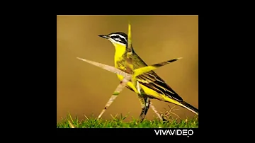 صوت عصفور ام صفيد صفراء 