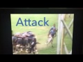 Vatemo ravouvou rugby highlights