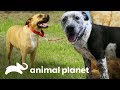 Cachorros se preparam para serem adotados! | Pit bulls e condenados | Animal Planet Brasil