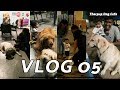 Therpup Dog Cafe 🐶 | Vlog 05 | Night Visit | Bangalore | Tamil