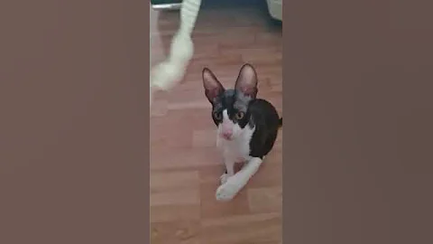 Watch the video about Cornish Rex Lio is playing!