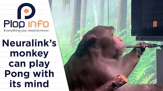 Neuralink's Monkey can play Ping Pong with its own brain | Everything You Need To Know | Plop Info