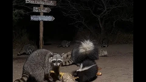 BlueIndigoTrails is live!🎃🍎🦝