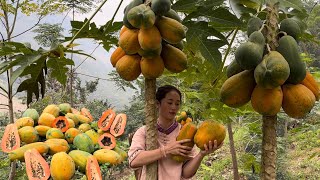 Whole chicken recipe grilled in a clay oven , Harvest ripe papaya to sell at the market, Vàng Hoa