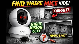 How to Catch Mice in Your House | Night Vision CCTV Footage