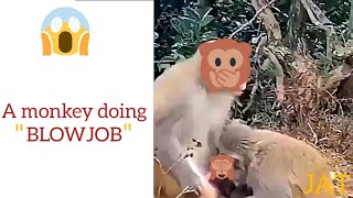 Monkey is giving a BLOWJOB 🙊