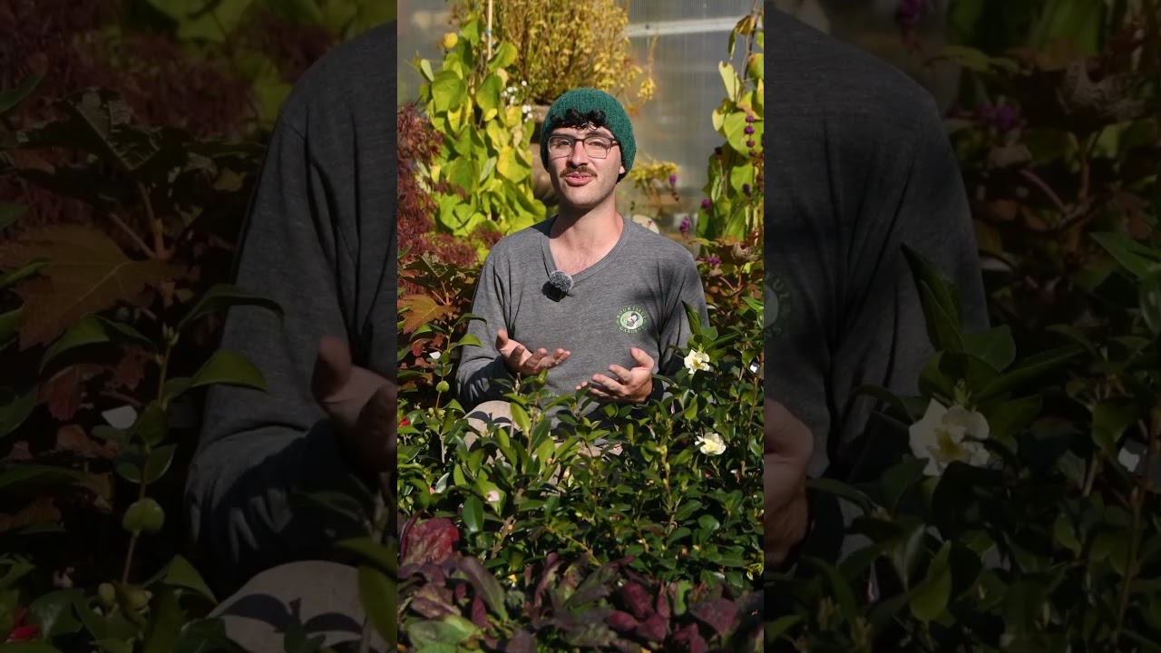 Time to Spill the Tea on Camellia (Tea Bush) - The OG Tea!