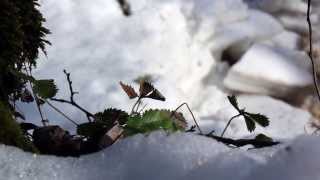 1344 Some leaves on the snow covered area