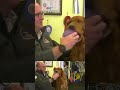 Meet Tuck, a top dog from Moose Jaw