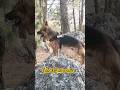 Bravo enjoying being in jungle#germanshepherd#dog#jungle#dogs#dogshorts#shortsviral#eveningroutines