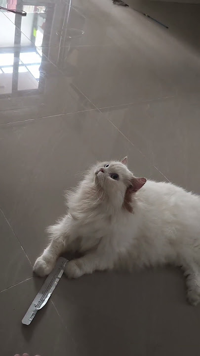 kirain ada apa diatas ternyata ππΈπΊπΉπ±π #cat #cuteanimal #cute #chiko #pets #cutecat #funny #petlover