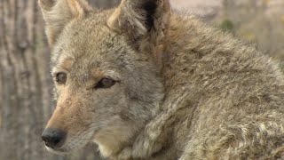 Coyote mating season underway in Arizona | FOX 10 AZAM