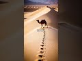 Desert life