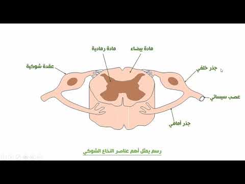 وظائف الربط الجهاز العصبي قوس الانعكاس