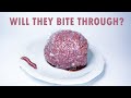 Can plastic wrap protect the meat from maggots timelapse