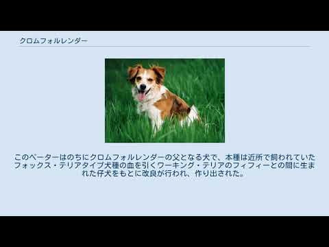 クロムフォルレンダー YouTube