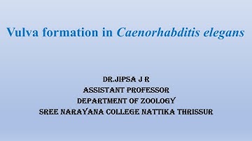 Vulva formation in Caenorhabditis elegans