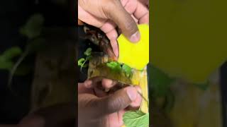 Dica pra começar a cultivar o seu hortelã Zinho em casa