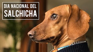 Día Nacional del Perro Salchicha en el Deportivo Los Galeana GAM CDMX el dachshund o teckel