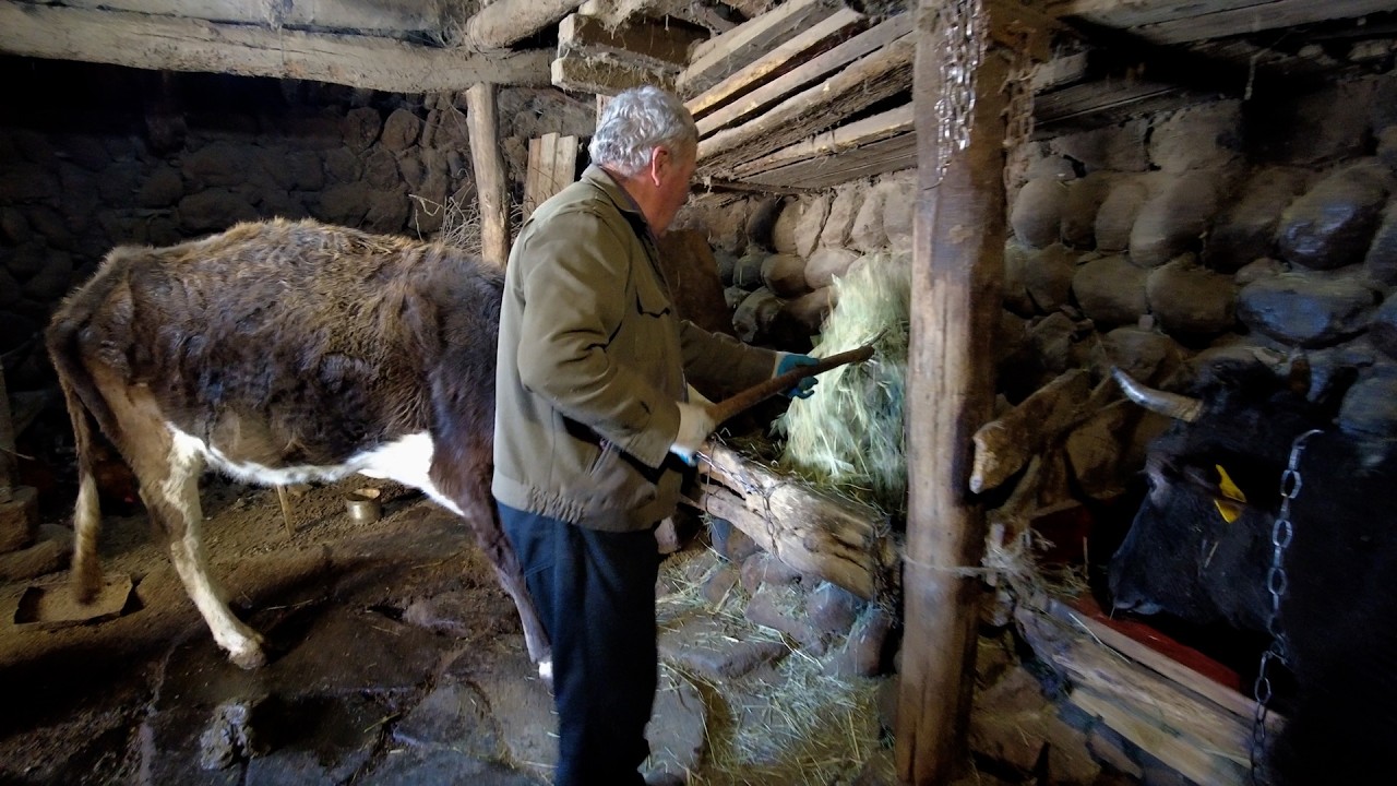 Ծիծաղով ու արցունքով․ Արագածի պապը՝ կաթի, ձվի ու կյանքի մասին»