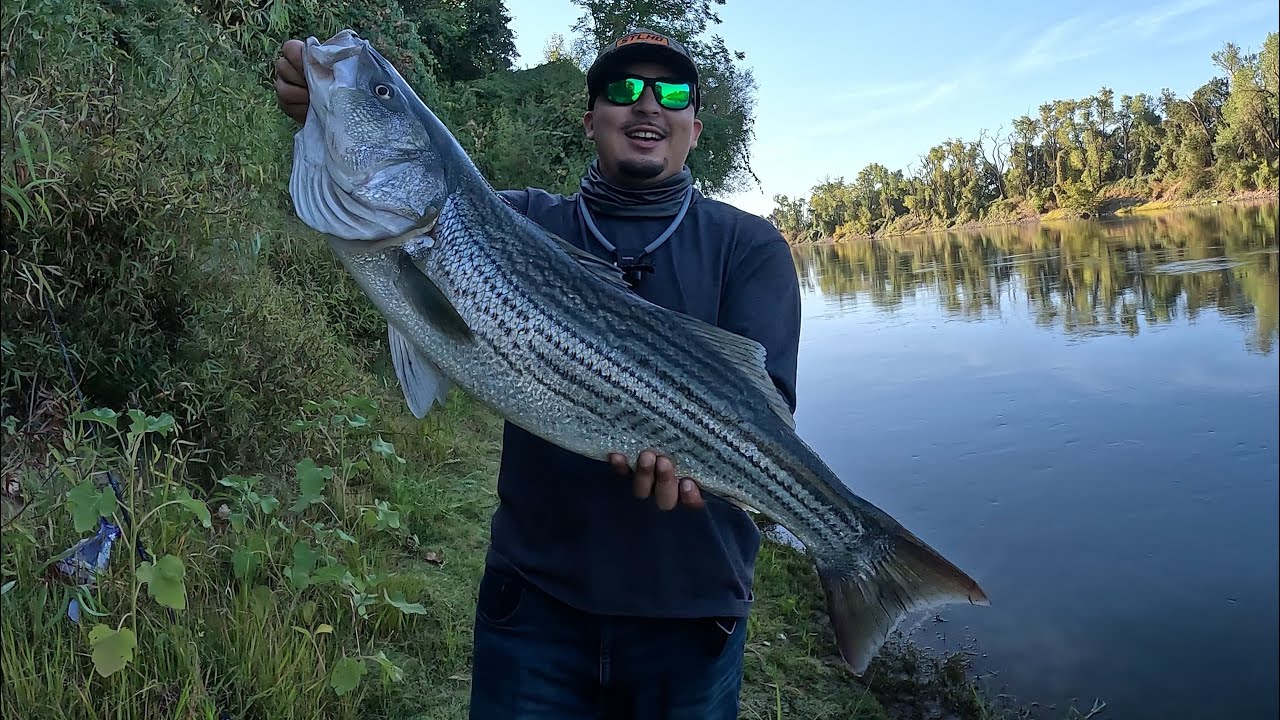 35” Striper — new PB! Caught on the Core Fishing Smash 120 jerkbait on the Sacramento River.