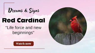 RED CARDINALS | Discover the Dream Meaning and Symbolism